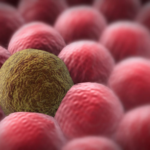 Super-porous material transports cancer-killing CRISPR inside cells