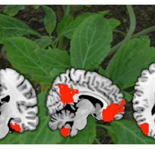 A first look at how the drug salvinorin A works in the brain