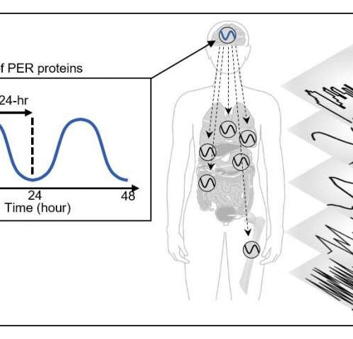 Cytoplasmic traffic jam disrupts sleep-wake cycles