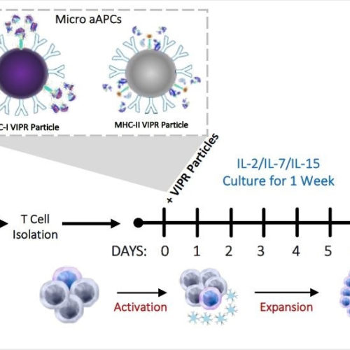 Virus induced lymphocytes show promise for COVID-19 and future pandemics