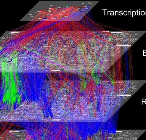 Obesity changes cell response to glucose, uses slower metabolic path in mouse liver