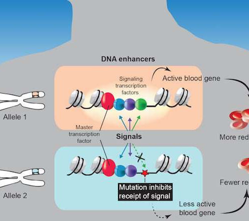 Missed signals? A new way we vary from each other biologically