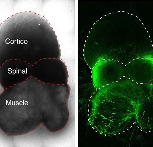 Scientists assemble human nerve circuit driving voluntary movement