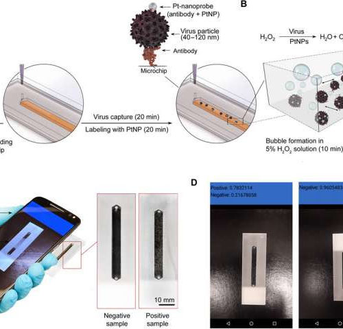 Smartphone camera used to diagnose viral infections