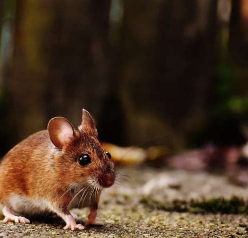 Blocking protein restores strength, endurance in old mice, study finds