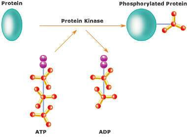 Defeating pathological autoimmunity with kinase inhibition