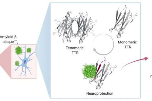 Protein that can be toxic in the heart and nerves may help prevent Alzheimer’s