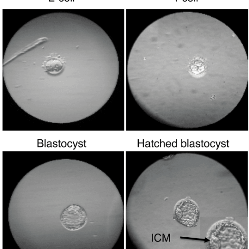 What are totipotent stem cells & what can they do?