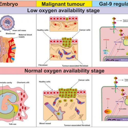 Aging-US: Growth factor beta type 1 and hypoxia-inducible factor 1 transcription complex