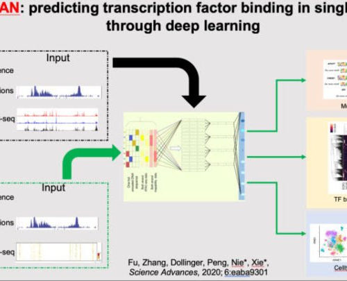 Researchers use deep learning to identify gene regulation at single-cell level