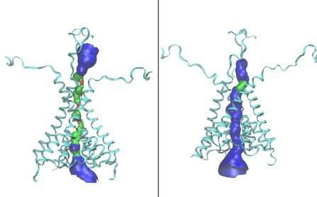 Discovery of a new form of a brain protein has clinical implications