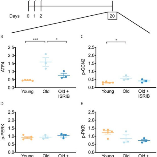 Small molecule cognitive enhancer reverses age-related memory decline in mice