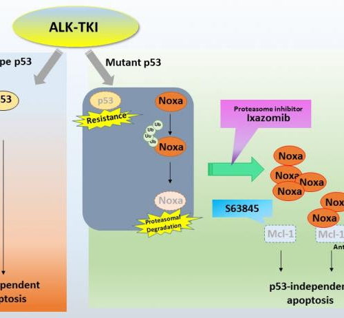 Potential combined drug therapy for lung cancer