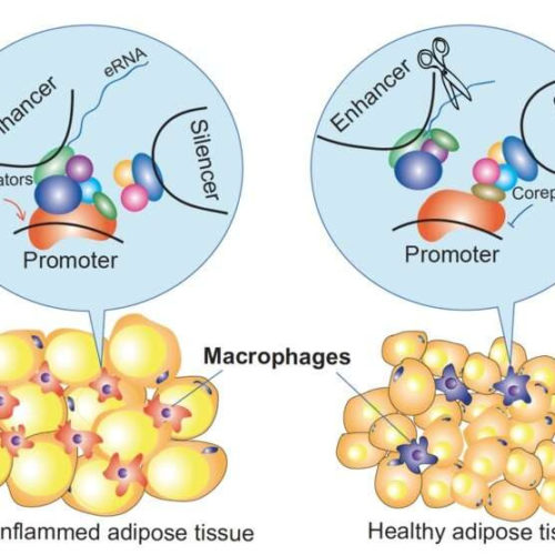 Epigenetic mechanisms that regulate macrophage inflammation discovered