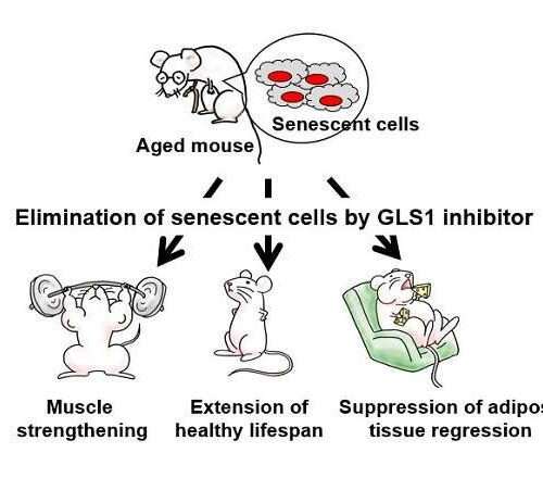 Inhibiting KGA-dependent glutaminolysis in mice found to eliminate senescent cells