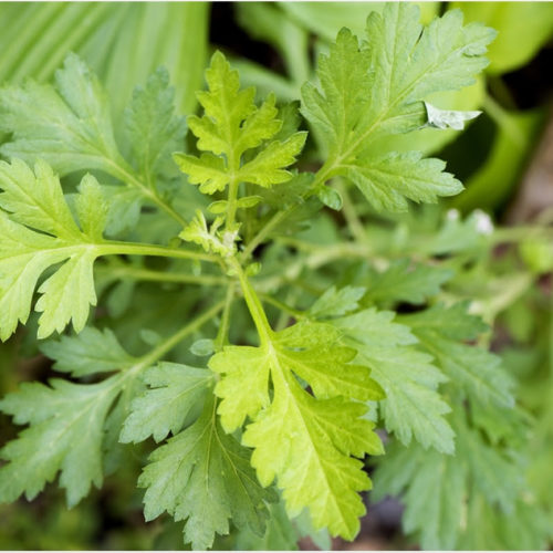 Extract of medicinal plant Artemisia annua interferes with replication of SARS-CoV-2 in vitro