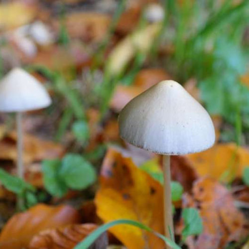 Man nearly dies after injecting magic mushroom tea into his vein