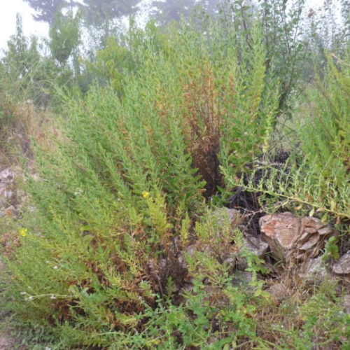 Compound from medicinal herb kills brain-eating amoebae in lab studies