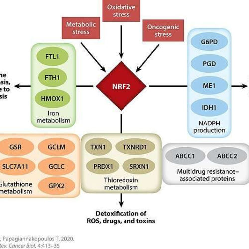 Could NRF2 be your magic molecule for eternal youth?