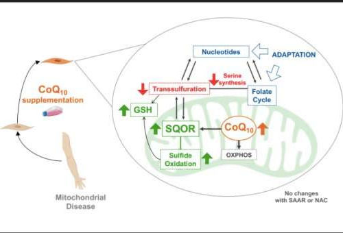 Coenzyme Q10 could treat mitochondrial diseases, colon cancer, thyroid carcinoma and Crohn’s disease