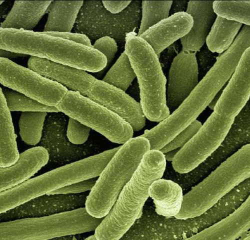 Gut cells sound the alarm when parasites invade