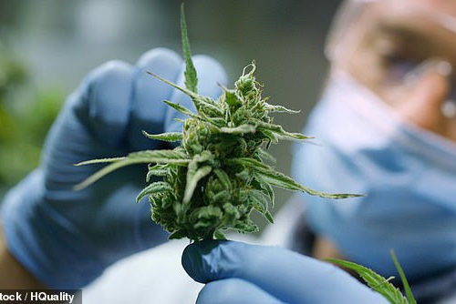 Huge cannabis medical breakthrough as it’s revealed the drug could KILL superbugs and save 10million lives a year