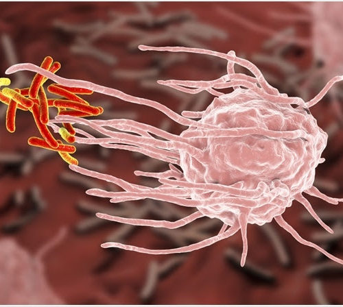 An Overview of Phagocytosis