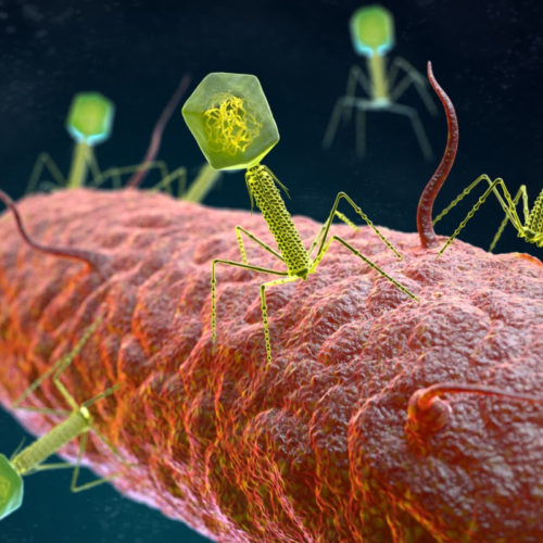 Phage viruses can make superbugs susceptible to antibiotics again