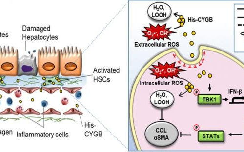 Cytoglobin: key player in preventing liver disease