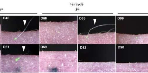 A recipe for regenerating bioengineered hair