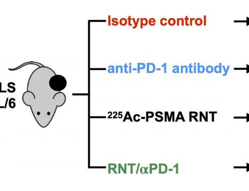 Joint radionuclide therapy-immunotherapy approach effective in prostate cancer model