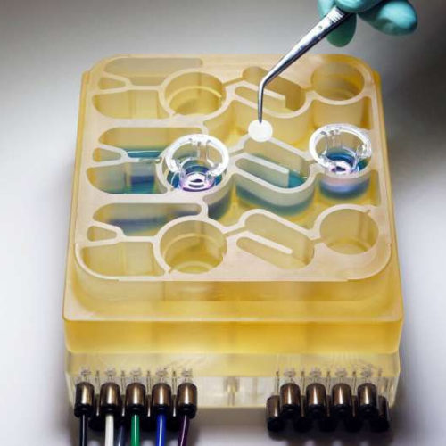 ‘Organs-on-a-chip’ system sheds light on how bacteria in the human digestive tract may influence neurological diseases