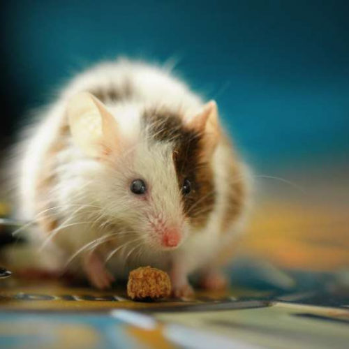 Experimental treatment appears to subdue type 1 diabetes in laboratory mice