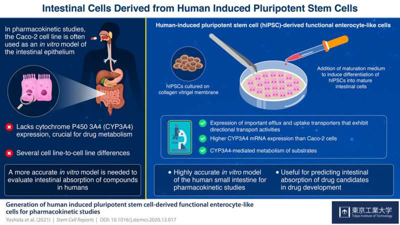 Researchers grow intestinal cells from human-induced pluripotent stem cells