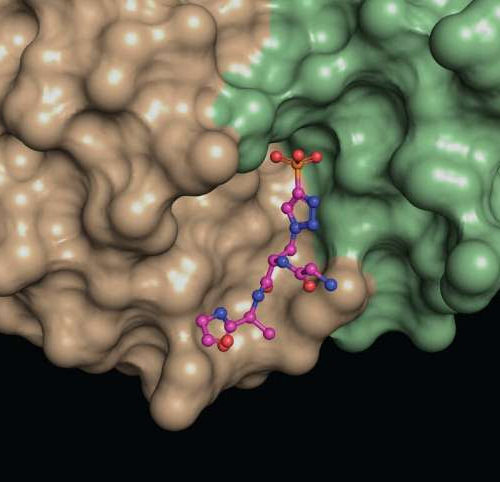 Team reveals never-before-seen antibody binding, informing liver cancer, antibody design