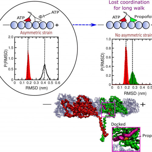 Study shows why anesthetic stops cell’s walkers in their tracks