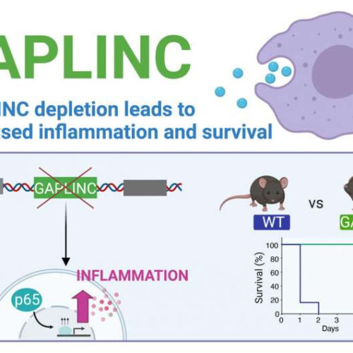 Study identifies noncoding RNA involved in immune response and sepsis