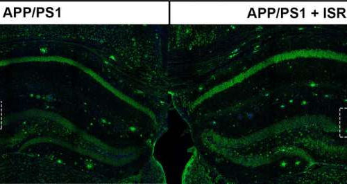 Scientists find promising avenue to restore cognitive function impaired by Alzheimer’s disease