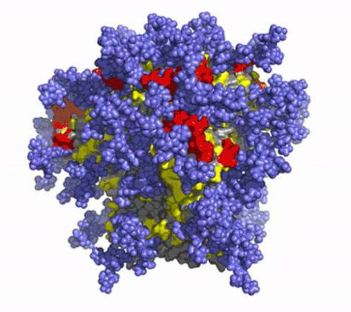 Experimental HIV vaccine primed immune system as first stage in production of broadly neutralizing antibodies