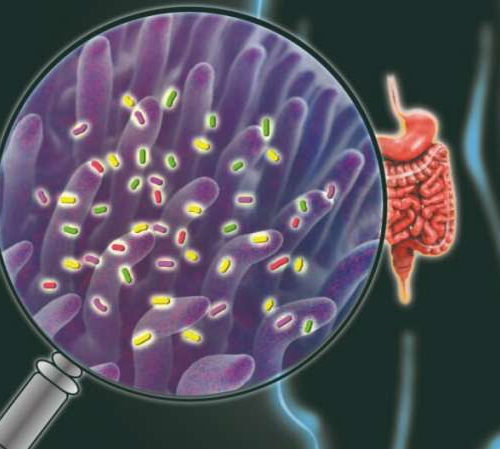 Probiotics or prebiotics? Exploring the complex world of ‘gut’ health