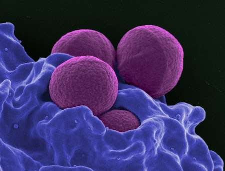 New weapon against resistant bacteria