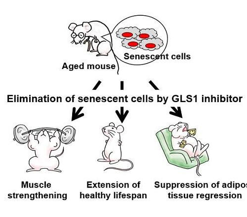 Senolysis by glutaminolysis inhibition ameliorates various age-associated disorders