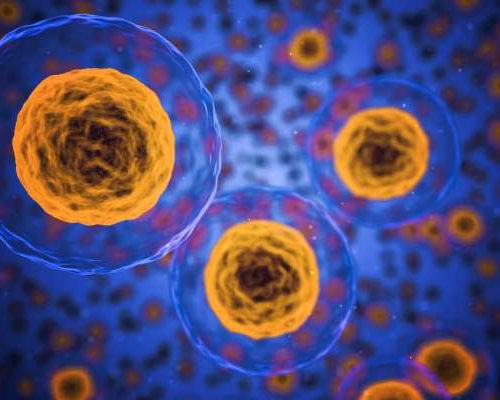 ‘Weak’ and ‘strong’ cells bonding boosts body’s diabetes fight