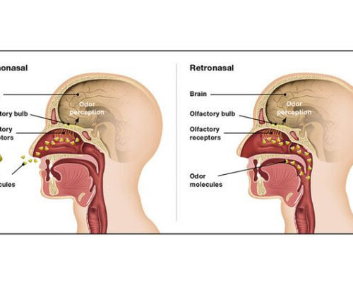 Taste and its two ways to the brain