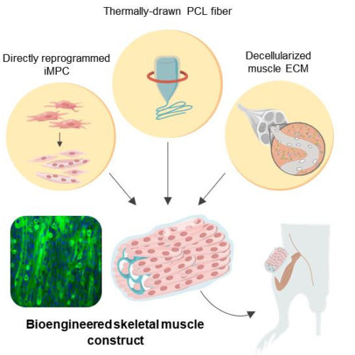 Bioengineered hybrid muscle fiber for regenerative medicine