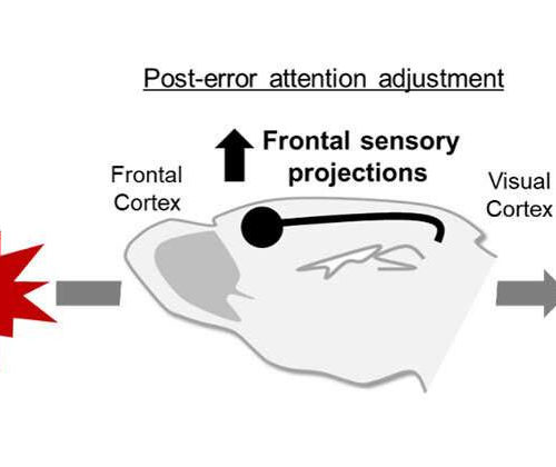 Neural pathway critical to correcting behavioral errors related to psychiatric disorders found