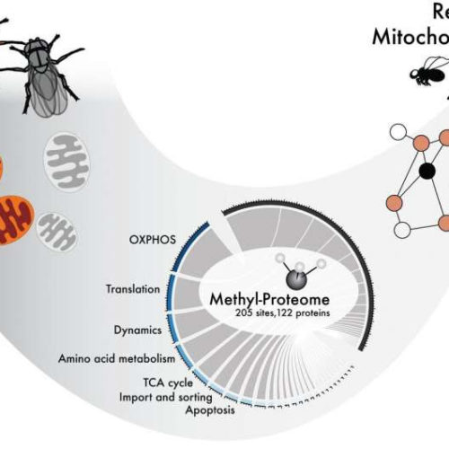 New research on mitochondrial function can play significant part in serious disease