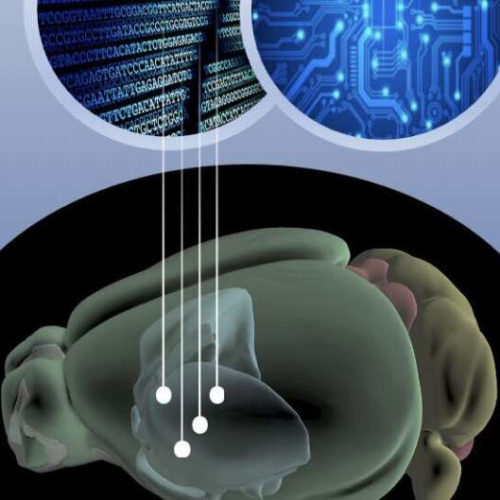 Basic cell health systems wear down in Huntington’s disease, novel analysis shows