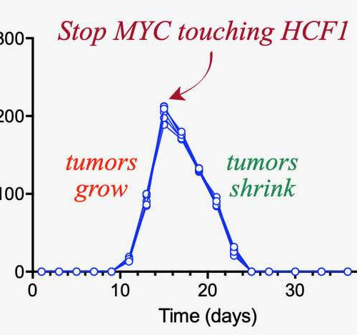 A protein that can melt tumors