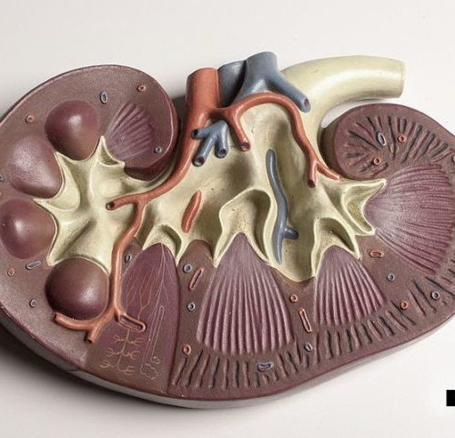 The Enormous Clinical Potential of Senotherapeutics for the Treatment of Chronic Kidney Disease